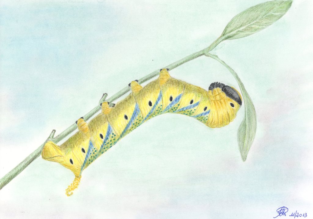 Matite colorate - Acheronthia atropos